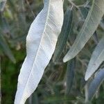 Elaeagnus angustifolia 叶