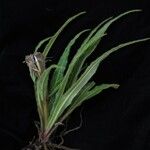 Saussurea chrysotricha Hábito