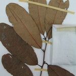 Mabea salicoides Други