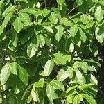 Ficus septica Feuille