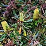 Banksia serrata