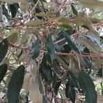 Croton gratissimus Leaf