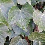 Hedera colchica Hoja