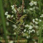 Carex tomentosa Fruit