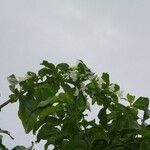 Oxera balansae Συνήθη χαρακτηριστικά