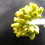 Pseudognaphalium affine Fleur