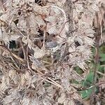 Teucrium botrys Fruit