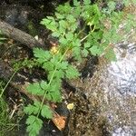 Oenanthe crocata Blad