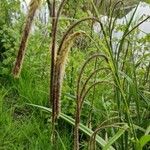 Carex pendulaBlüte