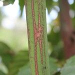 Leea guineensis Kabuk