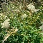 Filipendula ulmariaΛουλούδι