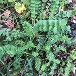 Sanguisorba minorFulla