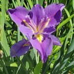 Iris ensata Kwiat