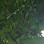 Acer cappadocicum ফল