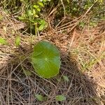 Hydrocotyle verticillata 葉