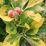 Euonymus japonicus ᱥᱟᱠᱟᱢ