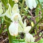 Orchis provincialis Bloem