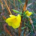Oenothera biennis Flower