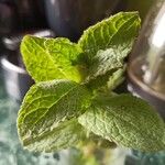 Mentha suaveolensFolha