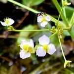 Alisma plantago-aquatica Kvet