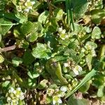 Cochlearia danica Leaf