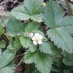 Fragaria vescaЦвят