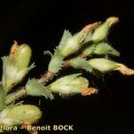 Ononis variegata Плід