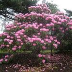 Rhododendron pudorosum Hábito