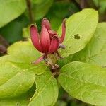 Calycanthus floridus Blüte