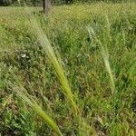 Hordeum jubatum Fuelha