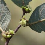 Bridelia cathartica Flor