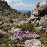 Armeria malinvaudii Habit