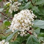 Viburnum rigidum Blomst