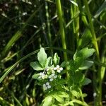 Nasturtium officinale花