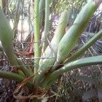 Philodendron giganteum ফল