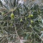 Olea europaea Fruit