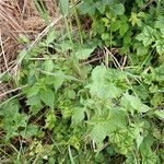 Solanum dulcamara Агульны выгляд