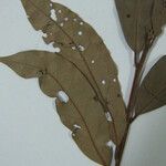 Licaria chrysophylla 其他