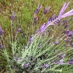 Lavandula pedunculata Casca
