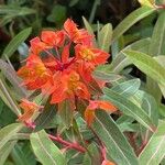 Euphorbia dendroides Leaf