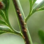 Asplenium hypomelas Blad