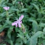 Silene × hampeana Blüte