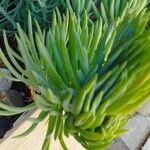 Dudleya edulis Yaprak