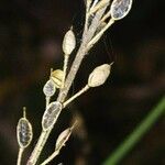 Draba incana Liść