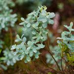 Vaccinium uliginosum Folio