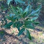 Lithraea molleoides Hoja