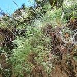 Artemisia alba Habitat