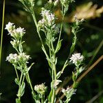 Sericocarpus oregonensis Blüte