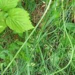Phyteuma betonicifolium Corteza