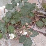 Rubus albiflorus Blatt